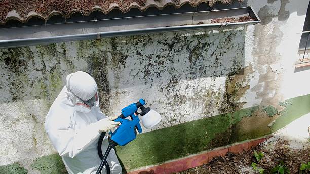 Top rated local Basement Mold Removal specialists in West Friendship, MD